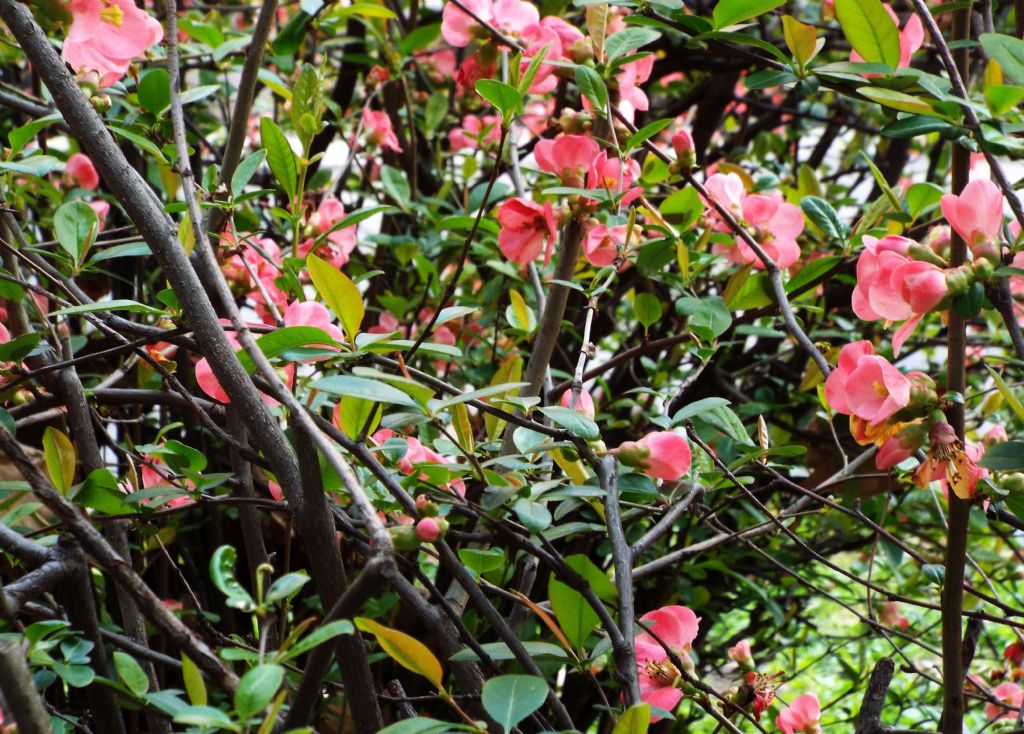 cv di Chaenomeles speciosa (Rosaceae)